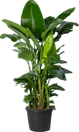 Planta naturala Strelitzia nicolai H200 cm PS45 cm in pamant