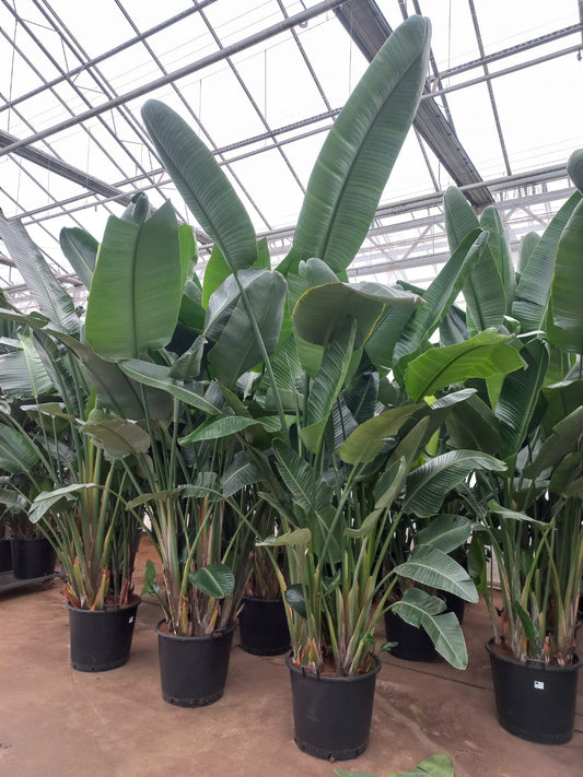 Planta naturala Strelitzia nicolai H350 cm PS60 cm in pamant