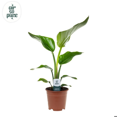 Planta naturala Strelitzia nicolai H40 cm PS14 cm in pamant
