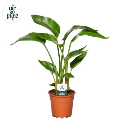 Planta naturala Strelitzia nicolai H65 cm PS17 cm in pamant