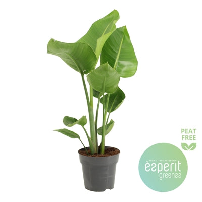 Planta naturala Strelitzia nicolai H70 cm PS17 cm in pamant