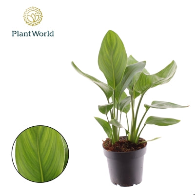 Planta naturala Strelitzia reginae (without flower) H35 cm PS12 cm in pamant