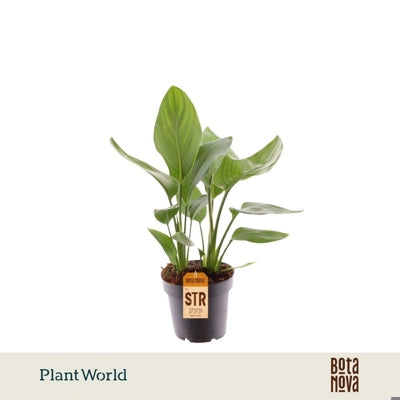 Planta naturala Strelitzia reginae (without flower) H35 cm PS12 cm in pamant