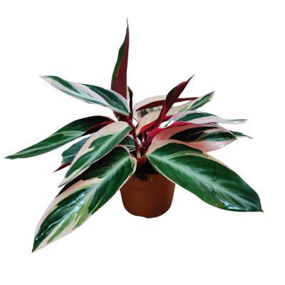 Planta naturala Stromanthe sang. 'Triostar' H40 cm PS12 cm in pamant