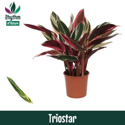Planta naturala Stromanthe sang. 'Triostar' H45 cm PS14 cm in pamant
