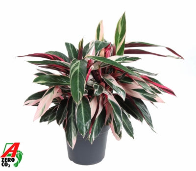 Planta naturala Stromanthe sang. 'Triostar' H70 cm PS27 cm in pamant