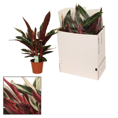 Planta naturala Stromanthe sang. 'Triostar' H80 cm PS19 cm in pamant