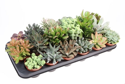 Planta naturala Succulenten H12 cm PS8.5 cm in pamant