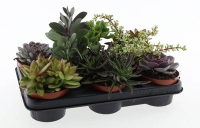 Planta naturala Succulenten H15 cm PS10.5 cm in pamant