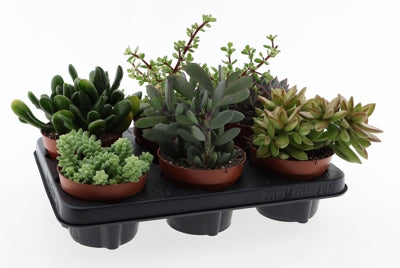 Planta naturala Succulenten H20 cm PS12 cm in pamant