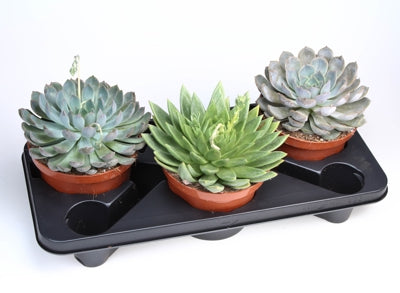 Planta naturala Succulenten H30 cm PS17 cm in pamant