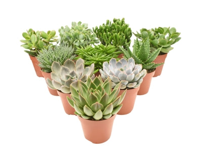 Planta naturala Succulenten mixed 4 varietys H25 cm PS12 cm in pamant