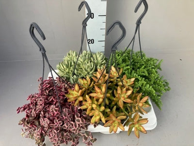 Planta naturala Succulenten mixed 4 varietys H31 cm PS14 cm in pamant