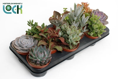 Planta naturala Succulenten mixed 8 varietys H20 cm PS10.5 cm in pamant
