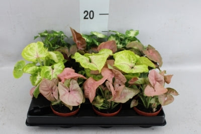 Planta naturala Syngonium H15 cm PS6 cm in pamant