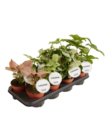 Planta naturala Syngonium H25 cm PS12 cm in pamant
