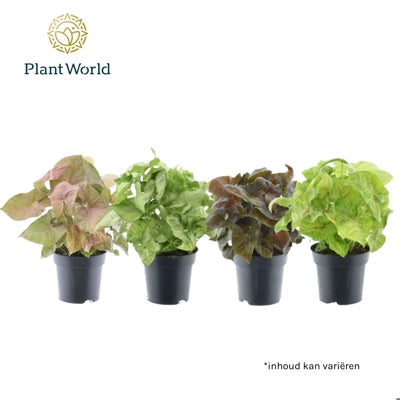 Planta naturala Syngonium mixed H30 cm PS14 cm in pamant