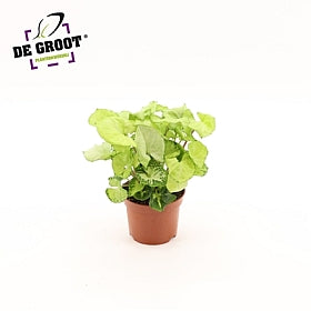 Planta naturala Syngonium 'White Butterfly' H27 cm PS12 cm in pamant