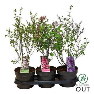 Planta naturala Syringa H60 cm PS19 cm in pamant