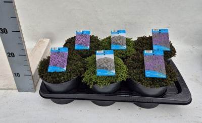 Planta naturala Thymus praecox H20 cm PS17 cm in pamant