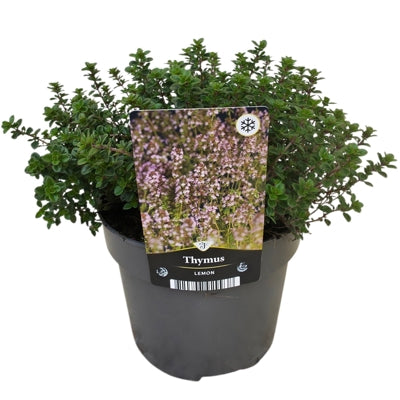 Planta naturala Thymus x citriodorus H25 cm PS17 cm in pamant