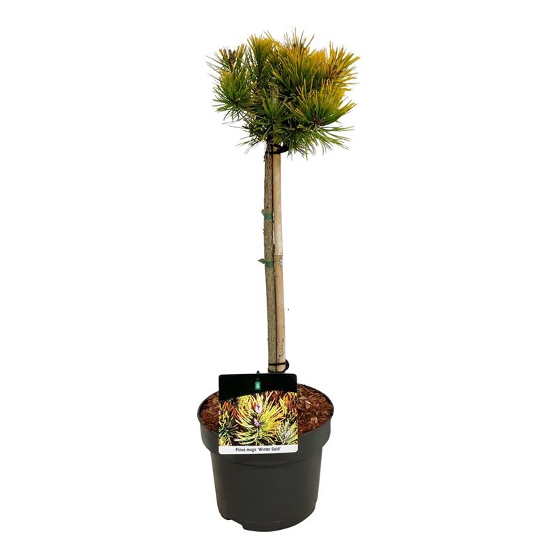 Planta naturala Tige H70cm Pinus mugo PS23/ in pamant