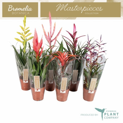 Planta naturala Tillandsia mixed H50 cm PS12 cm in pamant