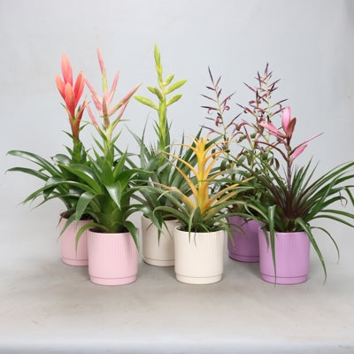 Planta naturala Tillandsia mixed H55 cm PS12 cm in pamant