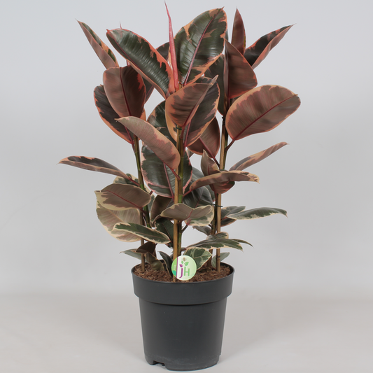 Planta naturala Toef 3pp H100cm Ficus elastica 'Belize' PS27/ in pamant