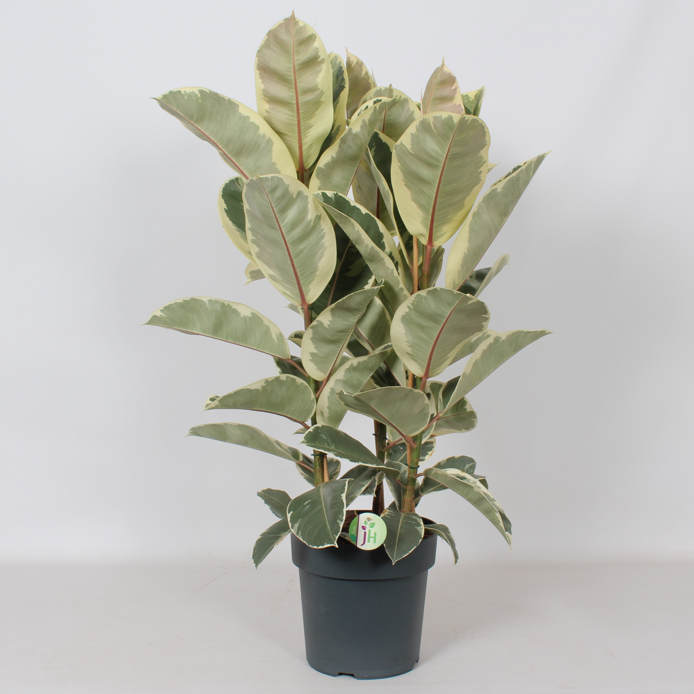 Planta naturala Toef 3pp H100cm Ficus elastica 'Tineke' PS27/ in pamant