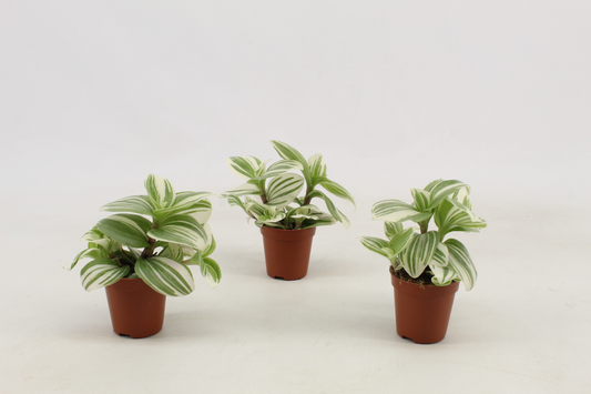 Planta naturala Tradescantia Brightness PS5/ in pamant