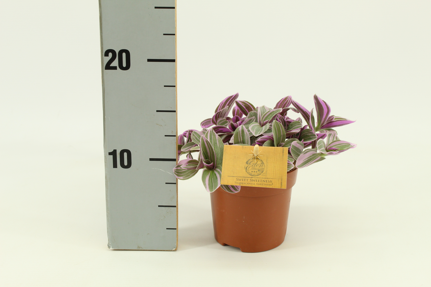 Planta naturala Tradescantia cerinthoides Sweetness PS10/ in pamant