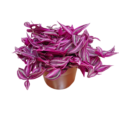Planta naturala Tradescantia flum. Pink Paradise H15 cm PS12 cm in pamant
