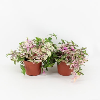 Planta naturala Tradescantia flum. 'Quadricolor' H5 cm PS12 cm in pamant