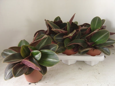 Planta naturala Tradescantia H12 cm PS12 cm in pamant