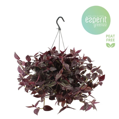 Planta naturala Tradescantia H25 cm PS17 cm in pamant