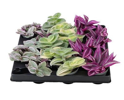 Planta naturala Tradescantia mixed H10 cm PS6 cm in pamant