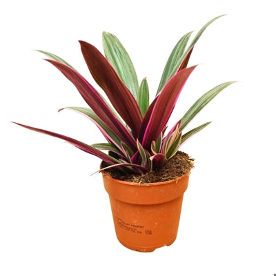 Planta naturala Tradescantia spath. Sitara H30 cm PS12 cm in pamant