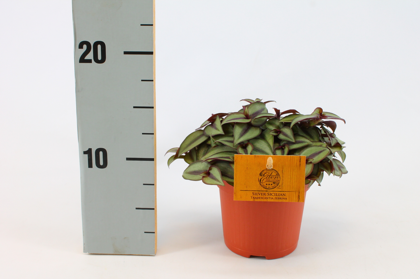 Planta naturala Tradescantia Zebrina Compacta PS10/ in pamant