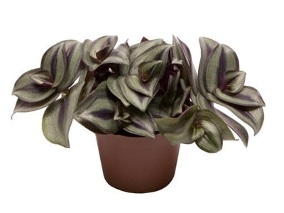 Planta naturala Tradescantia zebrina H10 cm PS6 cm in pamant