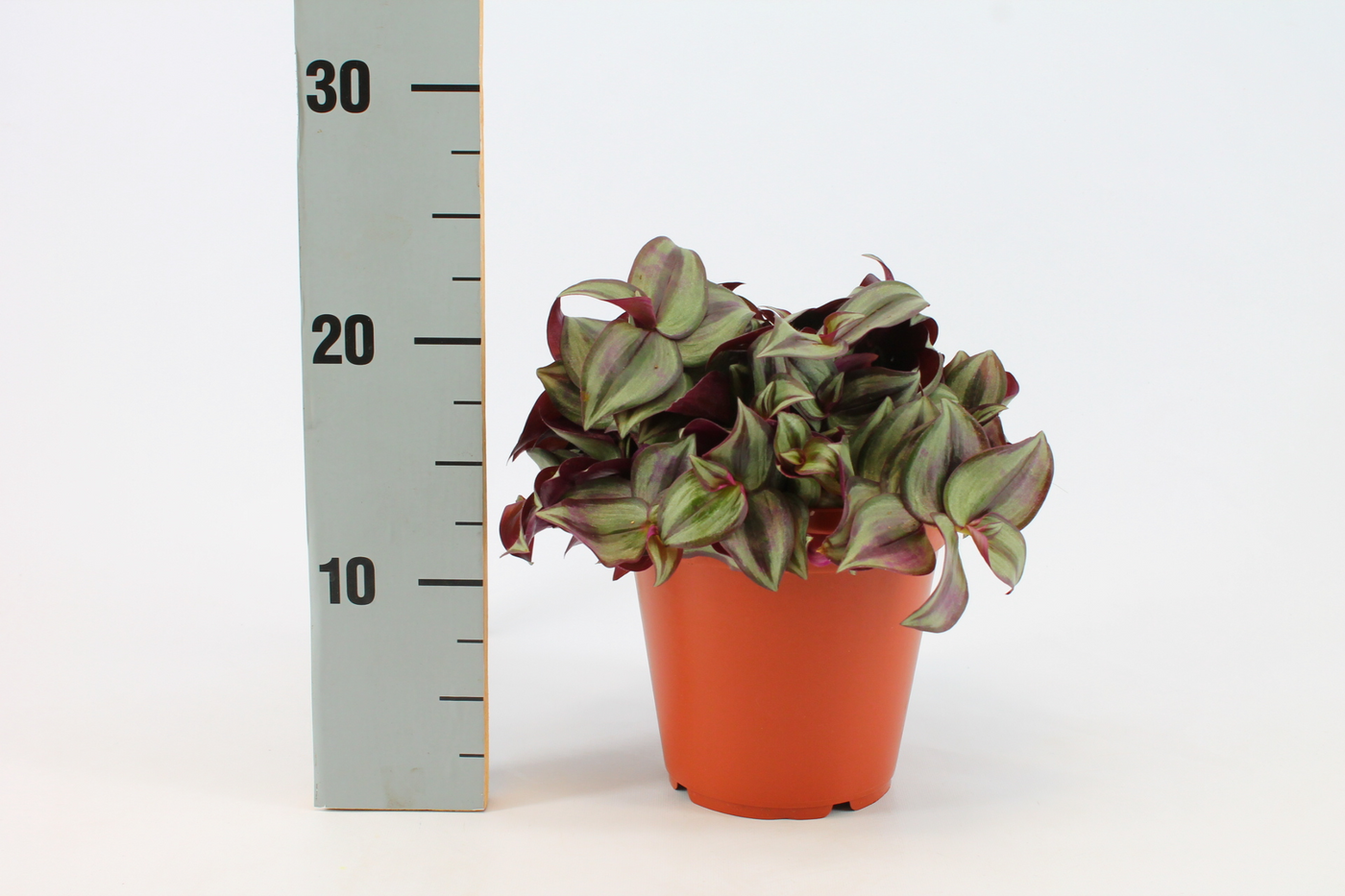 Planta naturala Tradescantia Zebrina PS15/ in pamant