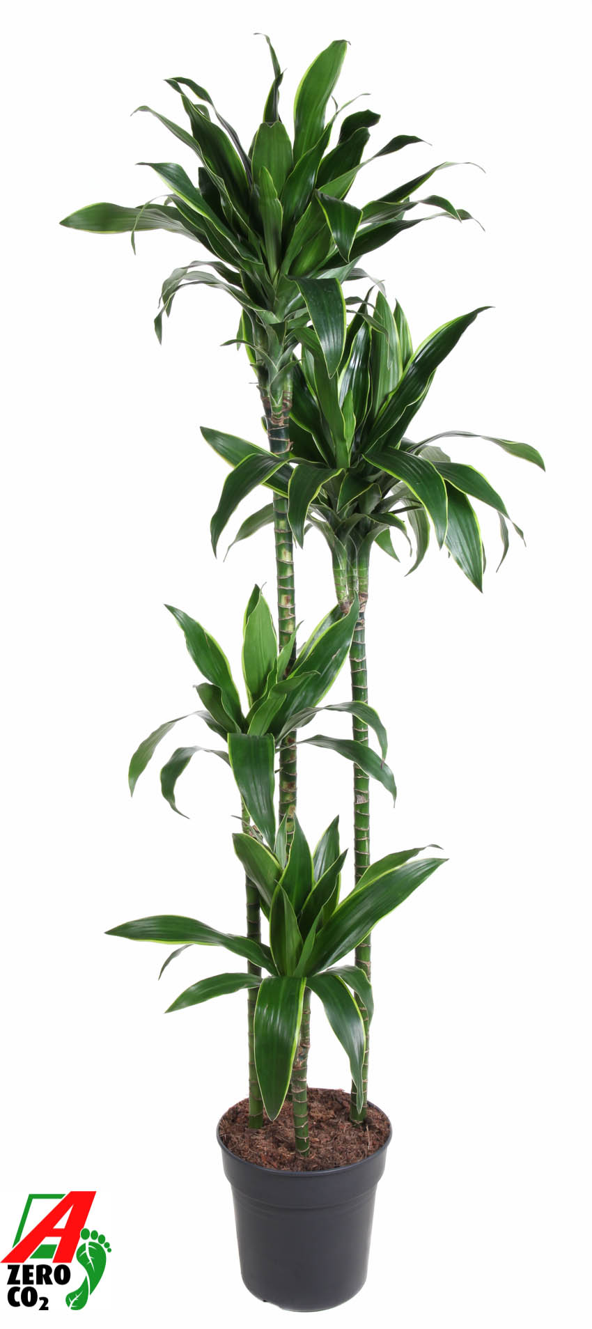 Planta naturala Tuft (120-90-60-30) H190cm Dracaena fragrans (Deremensis Grp) 'Art' PS27/ in pamant