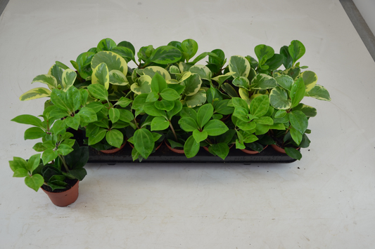 Planta naturala Tuft - 3 Colours H12cm Peperomia mix PS8/ in pamant