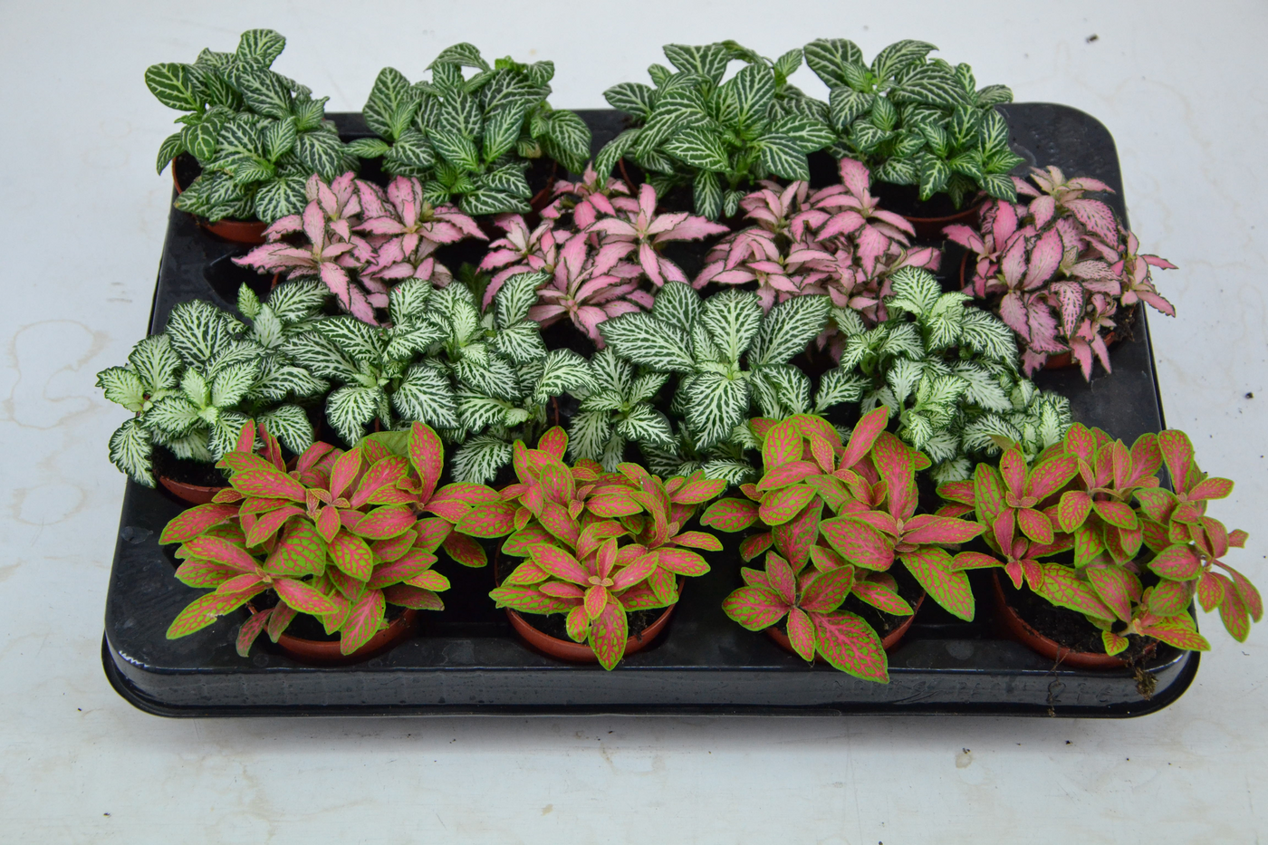 Planta naturala Tuft/ 4 colors H10cm Fittonia Mix PS7/ in pamant