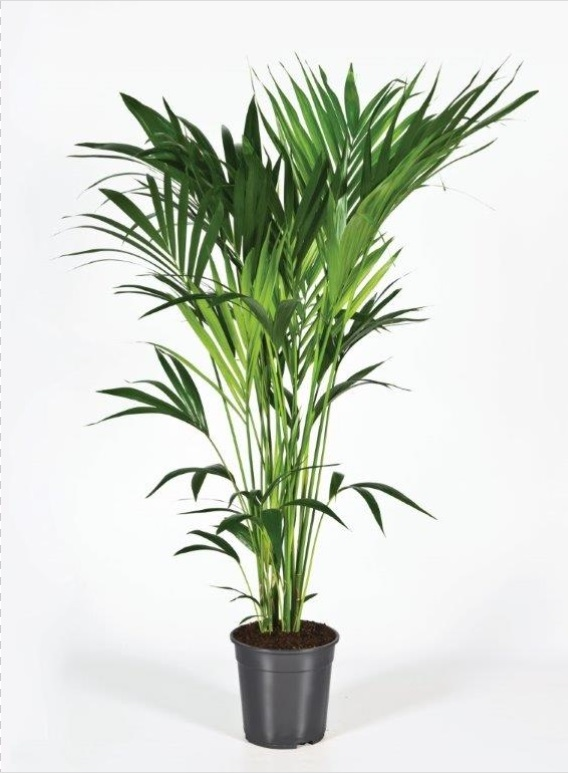 Planta naturala Tuft 5pp H140cm Kentia (Howea) forsteriana PS24/ in pamant
