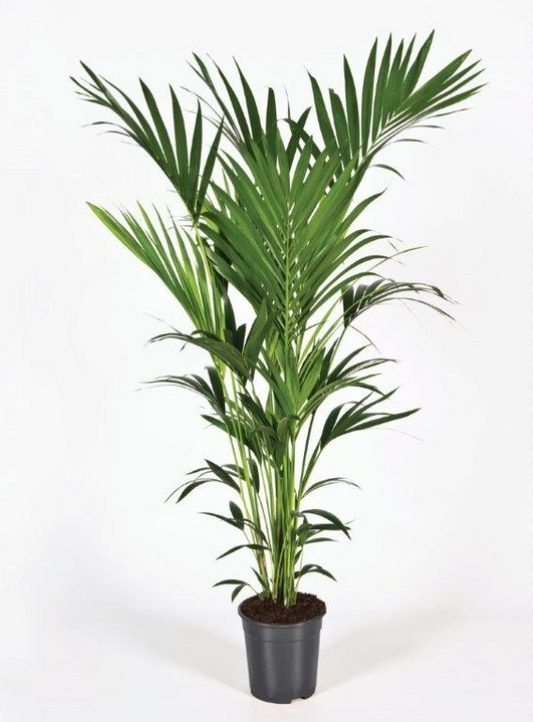 Planta naturala Tuft 5pp H160cm Kentia (Howea) forsteriana PS24/ in pamant