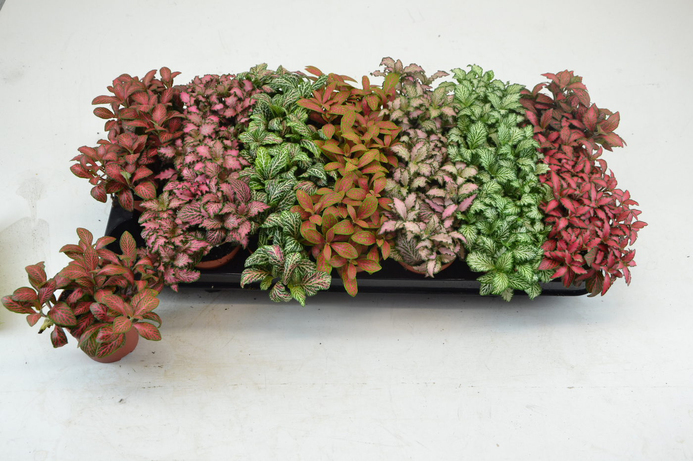 Planta naturala Tuft/ 7 colors H12cm Fittonia Mix PS8/ in pamant