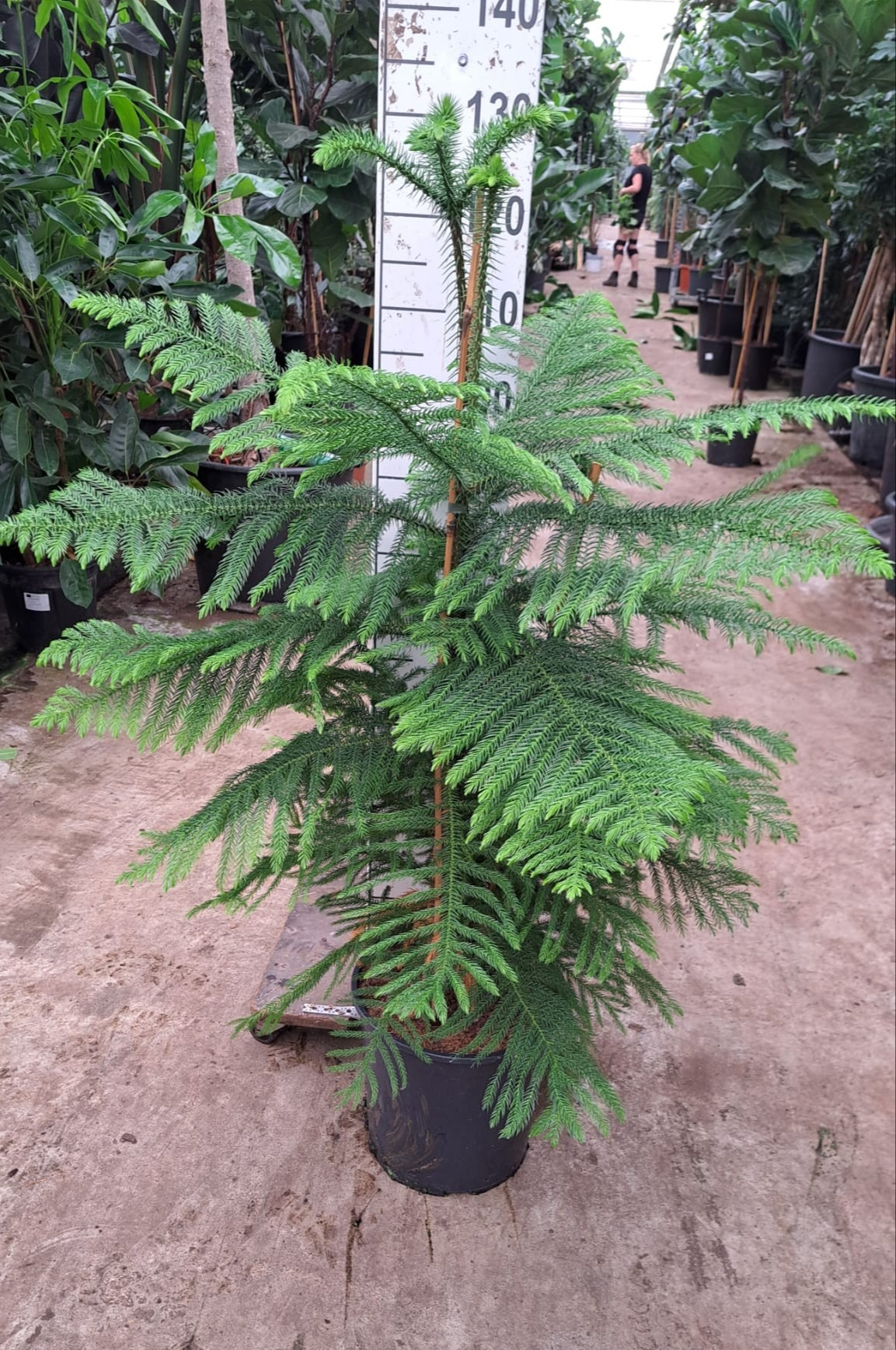 Planta naturala Tuft D70xH130cm Araucaria heterophylla PS30/25cm in pamant
