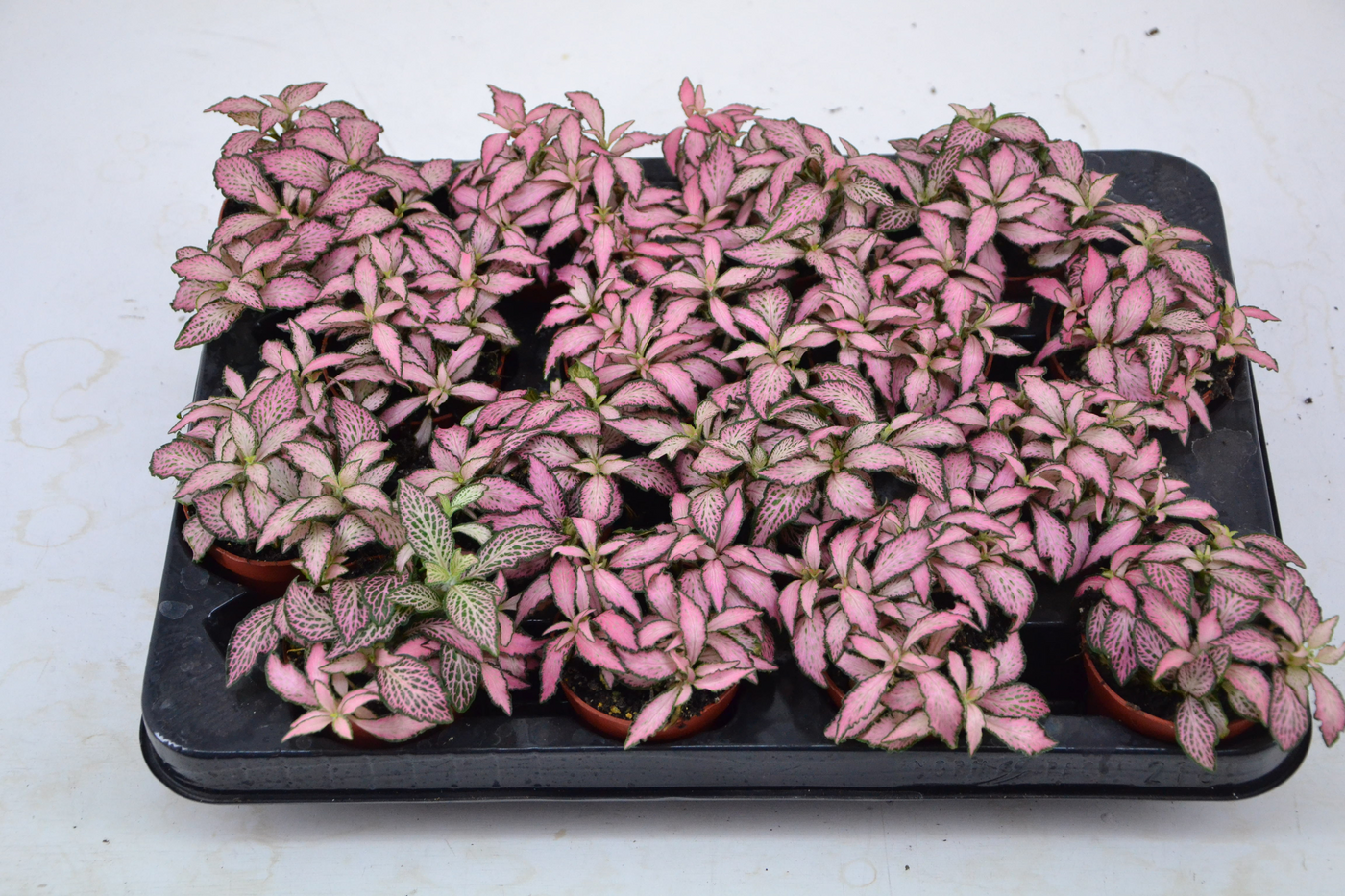 Planta naturala Tuft H10cm Fittonia Mosaic Pink Forest Flame PS7/ in pamant