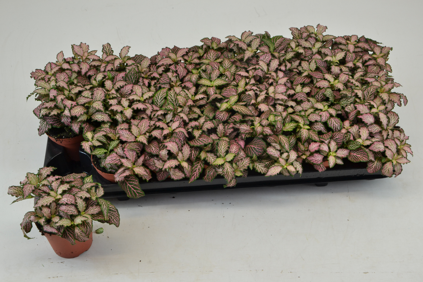 Planta naturala Tuft H10cm Fittonia Pink Tiger PS8/ in pamant